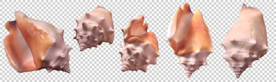 Fighting-conch-sea-shell-strombus-pugilis-from-different-angles. Stock Photos