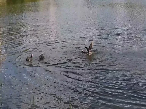 Fighting coots in the park pond Stock Footage 80920918