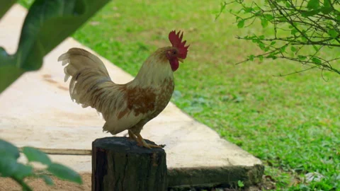Fighting Coq Stock Footage 149020793