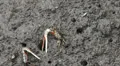 Fighting crabs in Mangrove Forest HD Footage