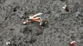 Fighting crabs in Mangrove Forest HD Footage