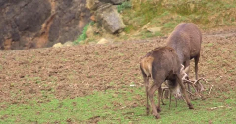Fighting deer Stock Footage 280490827