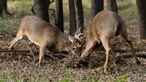 Fighting Deer Stock Photos