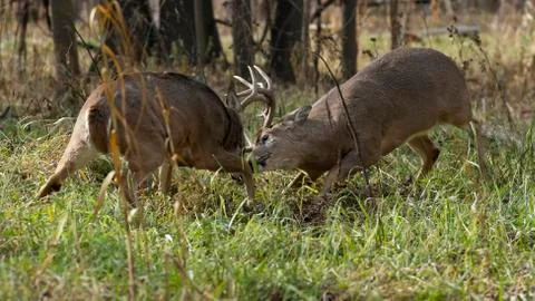 Fighting Deer Stock Photos