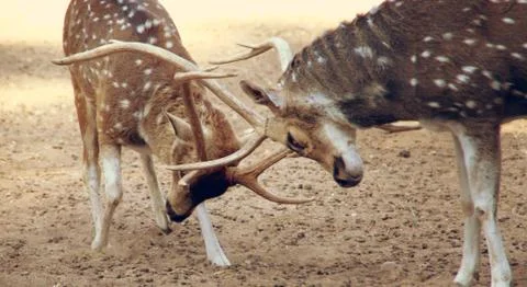 Fighting deers Stock Photos
