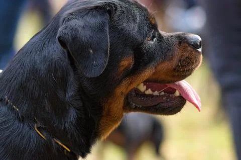 Fighting dog close-up Stock Photos
