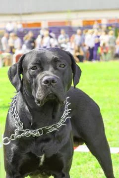 Fighting dog close-up Stock Photos