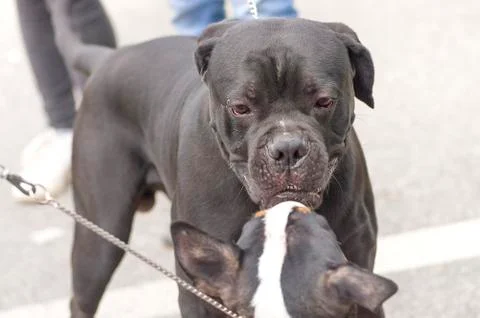 Fighting dog close-up Stock Photos