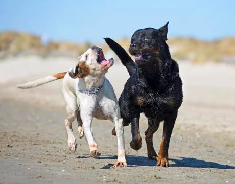 Fighting dogs on the beach Stock Photos