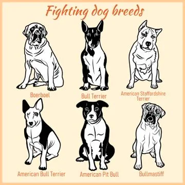 Fighting dogs breeds - vector set on white. Stock Illustration