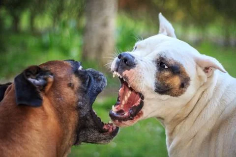 Fighting dogs Foto stock