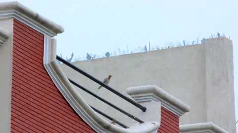 Fighting Dove. Vídeos de archivo 61124959