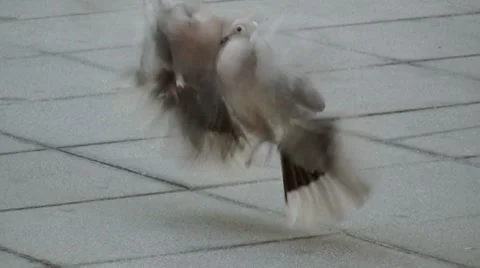 Fighting doves Vidéo 7742189