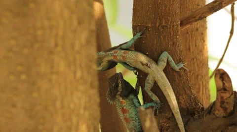 Fighting dragons Stock Footage 40348029