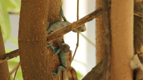 Fighting dragons Stock Footage 40348550