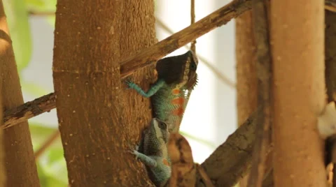 Fighting dragons Stock Footage 40349022