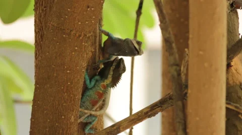 Fighting dragons Stock Footage 40350235