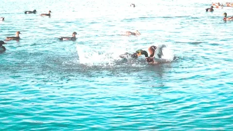 Fighting ducks 스톡 동영상 86618809