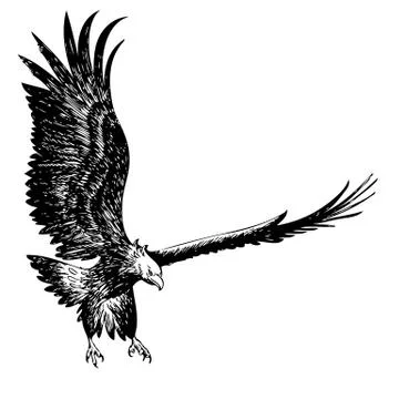 Fighting eagle hand drawn Stock Illustration