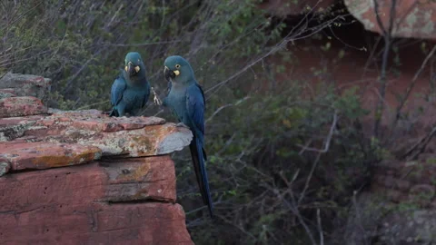 Fighting Endangered Lears Indigo Macaw parrot bird nesting cliff in Caatinga Stock Footage 326029882