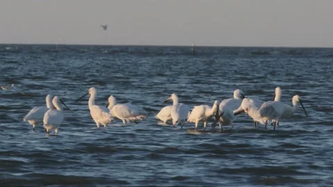 Fighting Eurasian Spoonbill &amp; Foraging In Water, 4k Stock Footage 231332269