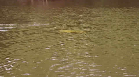 FIGHTING FISH 2 Stock Footage 34624709