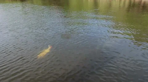 FIGHTING FISH 3 Stock Footage 34624771