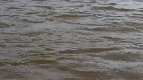 FIGHTING FISH 4 Stock Footage 34624781