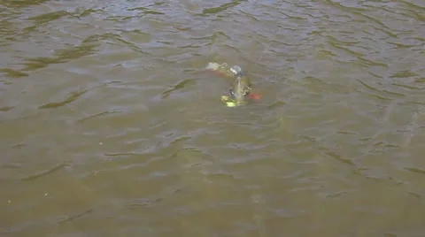 FIGHTING FISH 5 Stock Footage 34624705