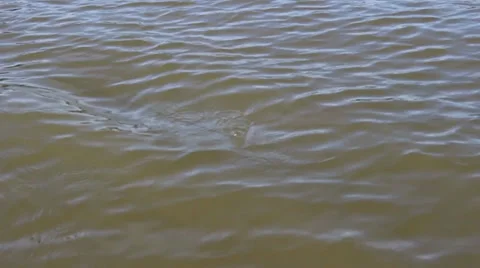 FIGHTING FISH 6 Stock Footage 34624454