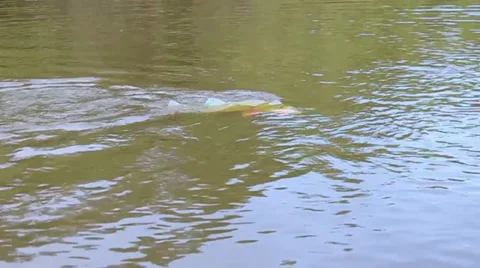 FIGHTING FISH 8 Stock Footage 34624727