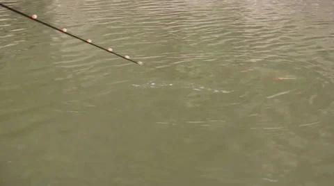 FIGHTING FISH 9 Stock Footage 34624759