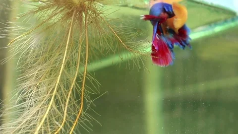 Fighting fish are embracing for breeding. Stock Footage 77745371