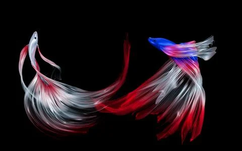 Fighting fish are fighting. Fish with the colors of the Thai and Japanese f.. Stock Illustration
