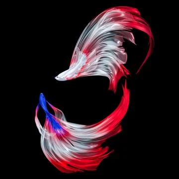 Fighting fish are fighting. Fish with the colors of the Thai and Japanese f.. Illustrazione stock