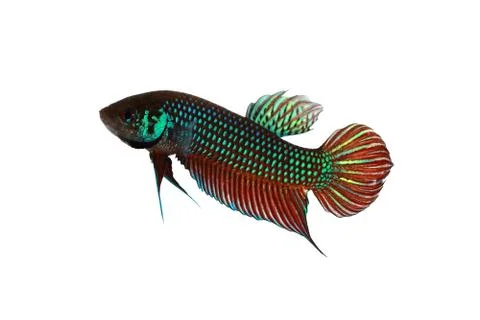 Fighting fish (Betta mahachaiensis) Stock Photos
