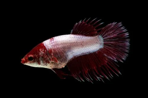 Fighting fish on black background. Betta fish Stock Photos
