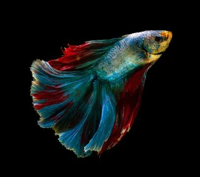 Fighting fish on black background. Betta fish Foto stock