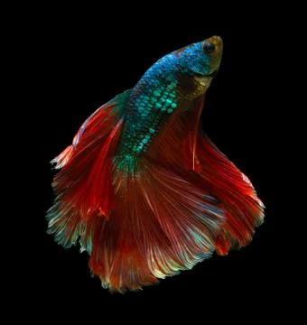 Fighting fish on black background. Betta fish Stockfoto's