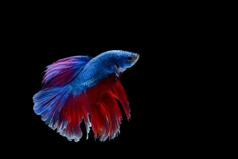 Fighting fish on black background Stock Photos