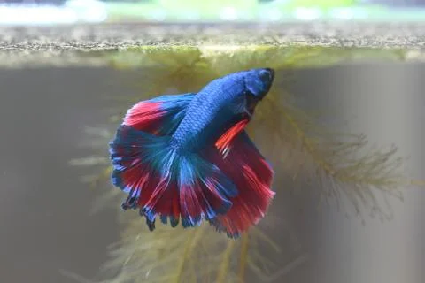 Fighting fish is creating Bubble nest. 스톡 사진