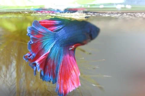 Fighting fish is creating Bubble nest. Stock Photos