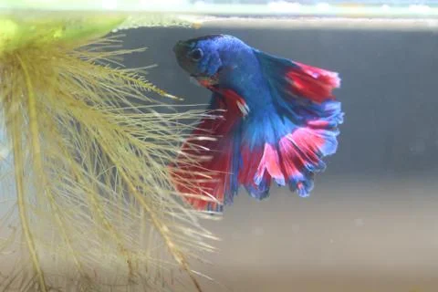 Fighting fish is creating Bubble nest. Stock Photos