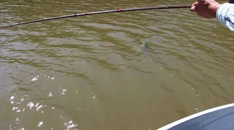 FIGHTING FISH Stock Footage 34624482