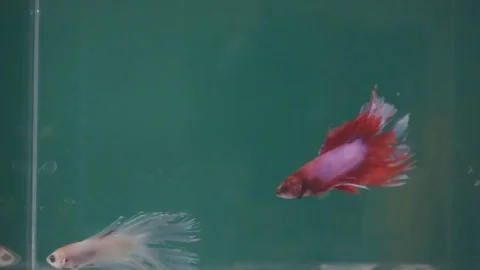 Fighting fish on green background, Slow motion video, 스톡 동영상 73754551