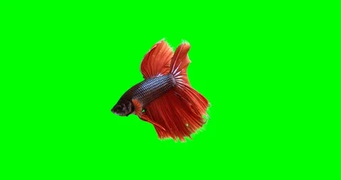 Fighting fish on green screen Vidéo 125209720