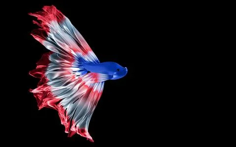 Fighting fish, long, flowing tail. The fish tail is colored like the Thai f.. Stock Illustration
