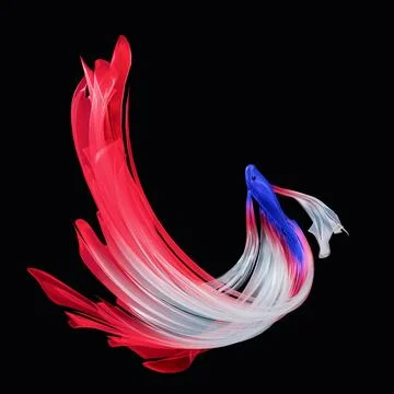 Fighting fish, long, flowing tail. The fish tail is colored like the Thai f.. Stock Illustration
