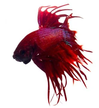Fighting fish Stock Photos