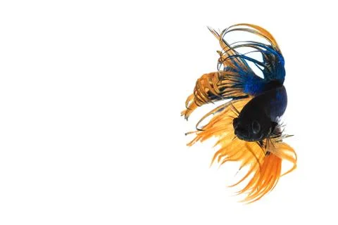 Fighting fish Stock Photos